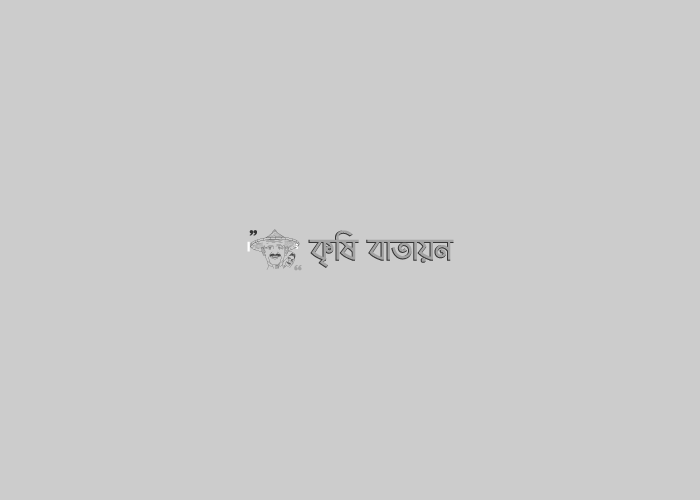 লোগো পদ্ধতিতে ধান চাষ