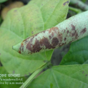 ঝাড়শিমের এনথ্রাকনোজ রোগ