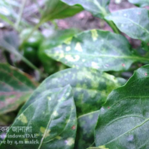 মিস্টি মরিচের আলফা মোজাইক রোগ