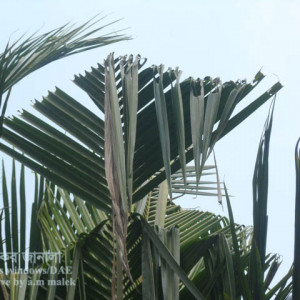 নারিকেলের গোবরে পোকা