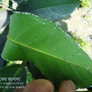 জামরুলের খোসা পোকা