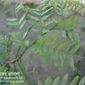 তেঁতুলের পাউডারি মিলডিউ রোগ