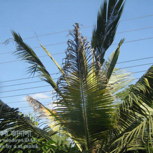 নারিকেলের পাতার ব্লাইট রোগ