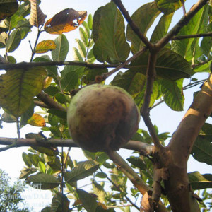 পেয়ারার ক্লাইডোস্পোরিয়াম জনিত ফল পচা রোগ