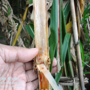 আখের লাল পঁচা রোগ