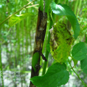 পাটের কালো পট্টি রোগ