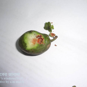 জলপাইয়ের ফল ছিদ্রকারি পোকা