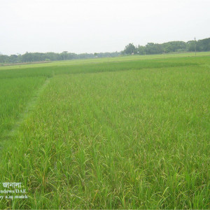 ধানের মাজরা পোকা